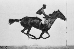 GIF of The Horse in Motion